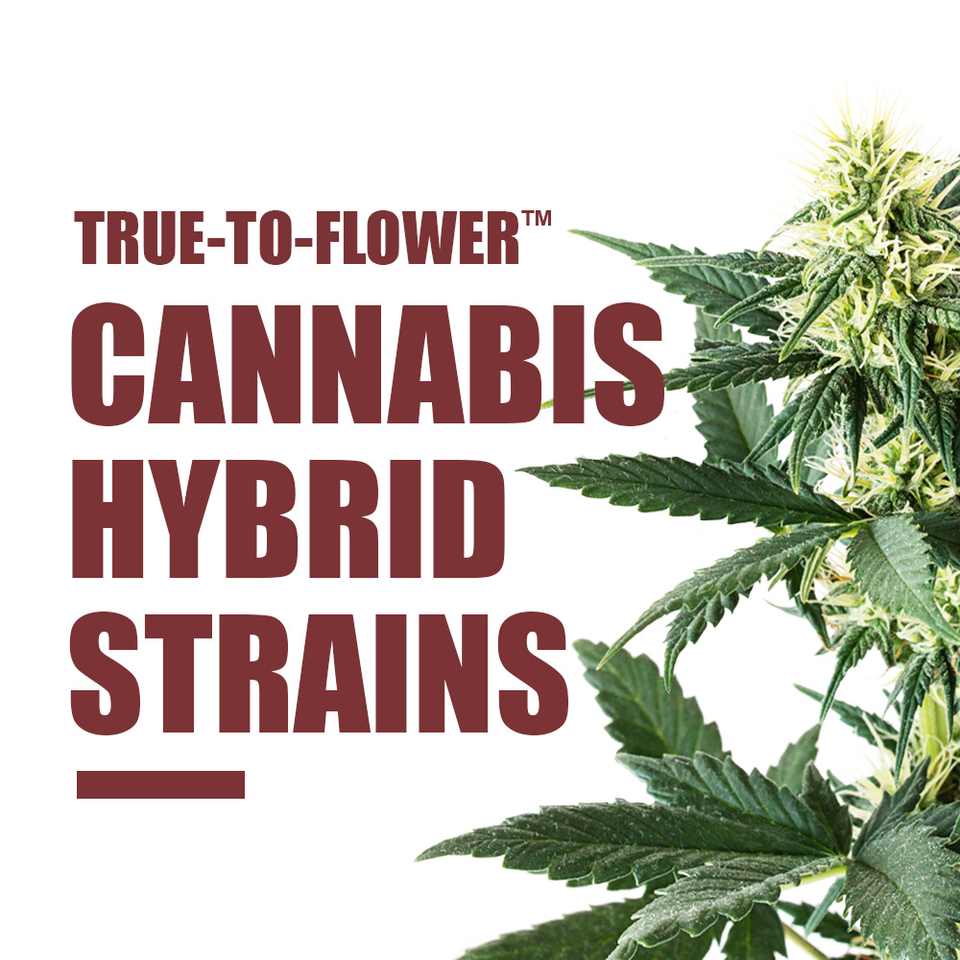 <h3><strong>True-to-Flower</strong><sup>™</sup></h3> <h1>Cannabis Hybrid Terpene™ Strains</h1>